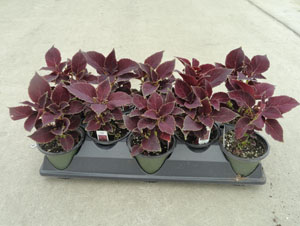 4.5in Coleus